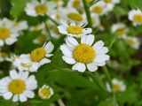 Pyrethrum parthenium. Соцветия. Московская обл., ГО Подольск, мкр-н Климовск, разбитый в лесу цветник у пос. Леспроект. 26.06.2026.