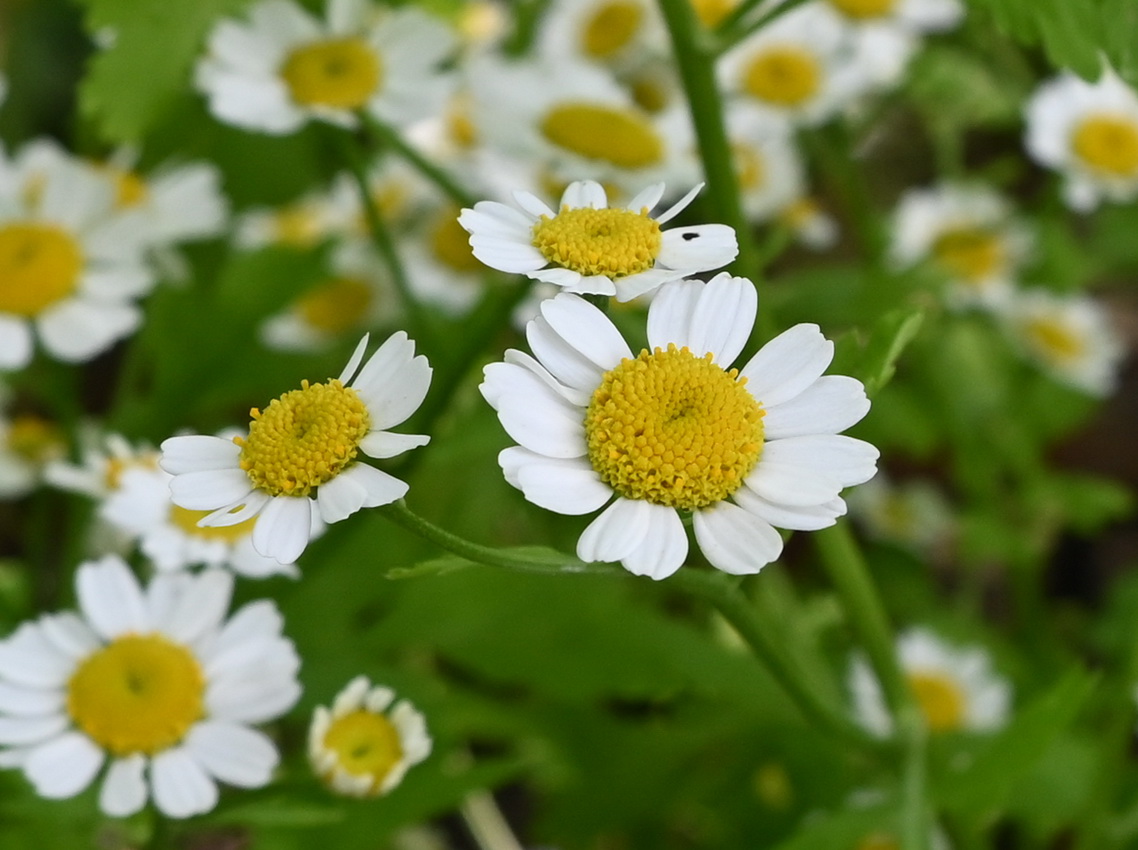 Изображение особи Pyrethrum parthenium.
