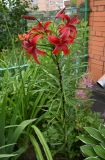 genus Lilium