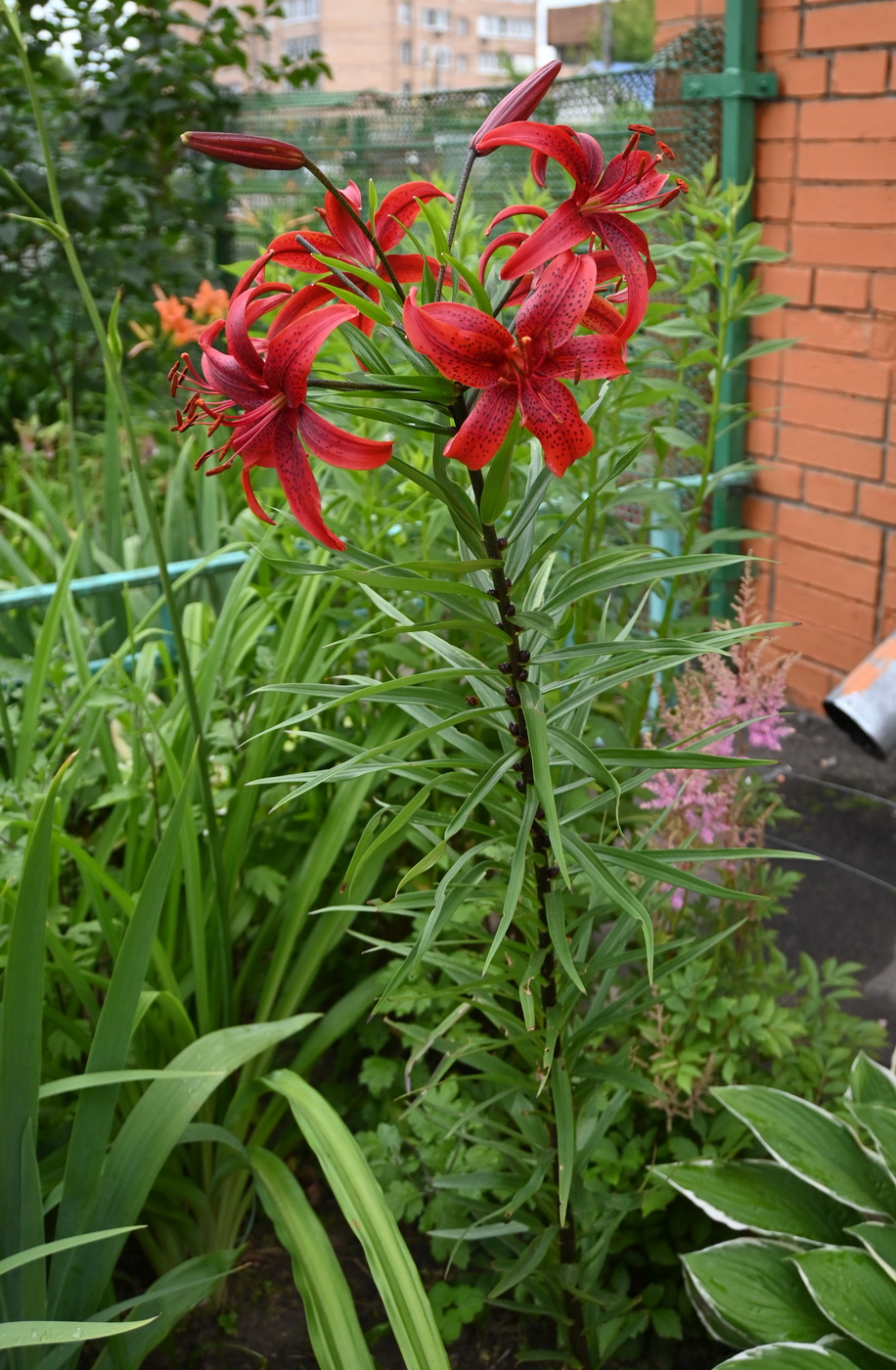 Image of genus Lilium specimen.