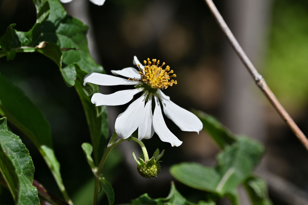 Image of Montanoa bipinnatifida specimen.