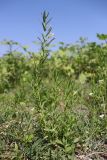 Gratiola officinalis. Цветущее растение. Крым, Бахчисарай, берег вдхр. Эгиз-Оба. 03.08.2026.