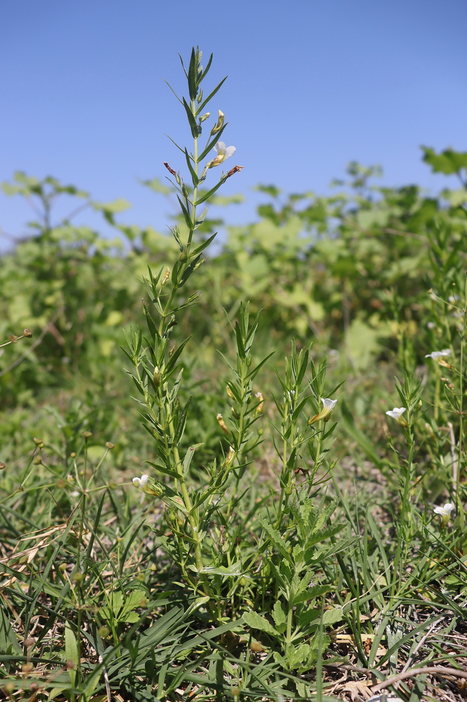 Image of Gratiola officinalis specimen.