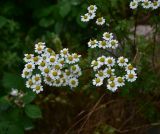 Pyrethrum parthenifolium