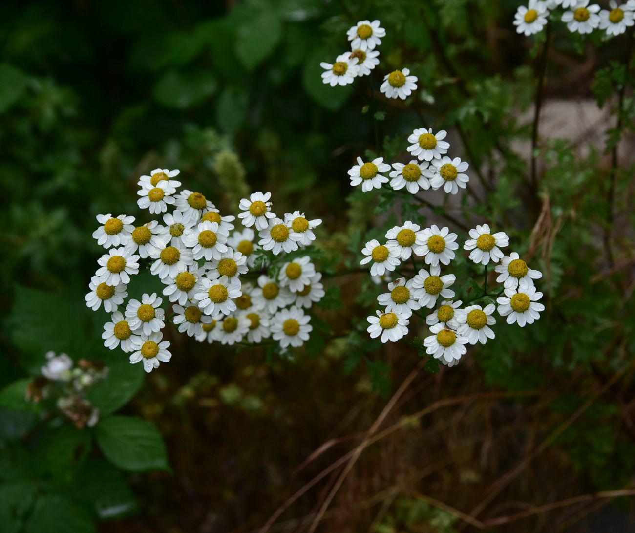 Image of Pyrethrum parthenifolium specimen.