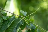 Castanea sativa. Часть веточки с соцветиями в бутонах. Краснодарский край, Туапсинский р-н, дол. р. Гунайка, широколиственный лес. 12.06.2026.