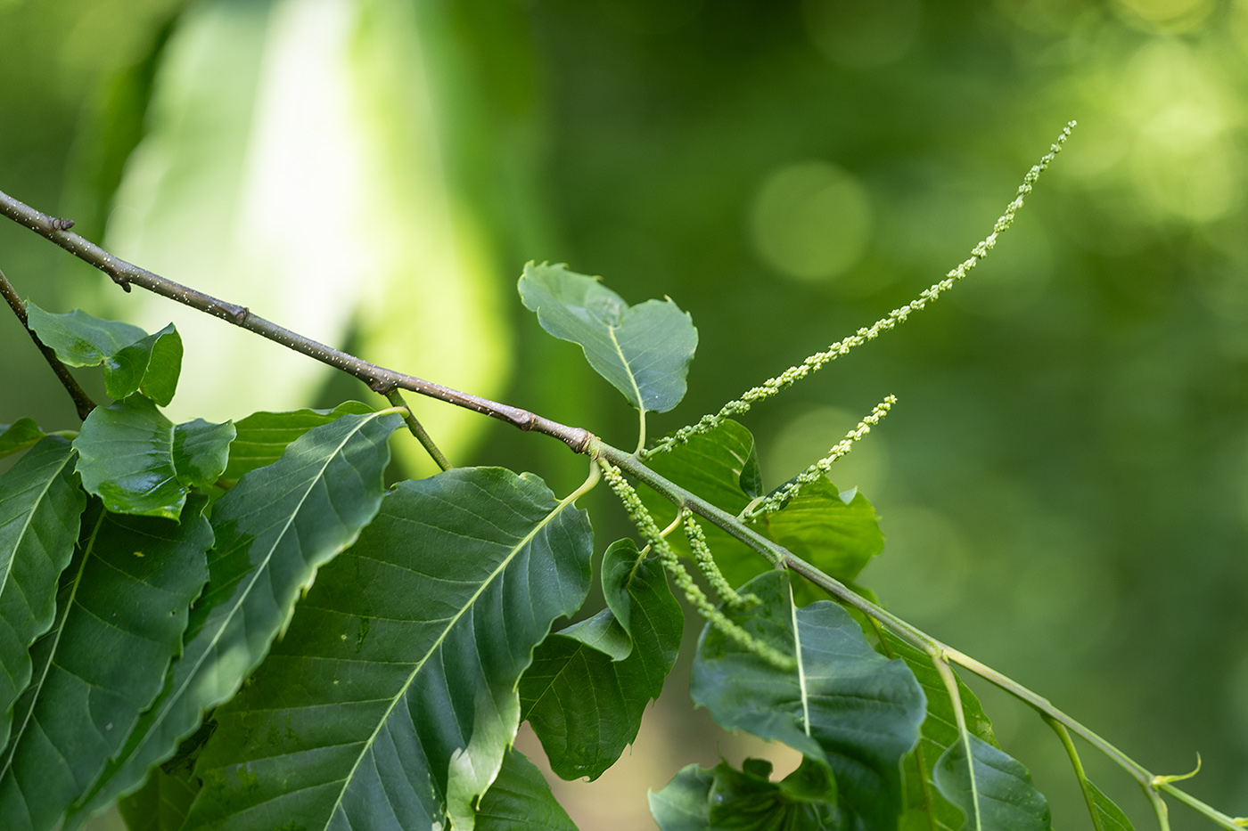 Image of Castanea sativa specimen.