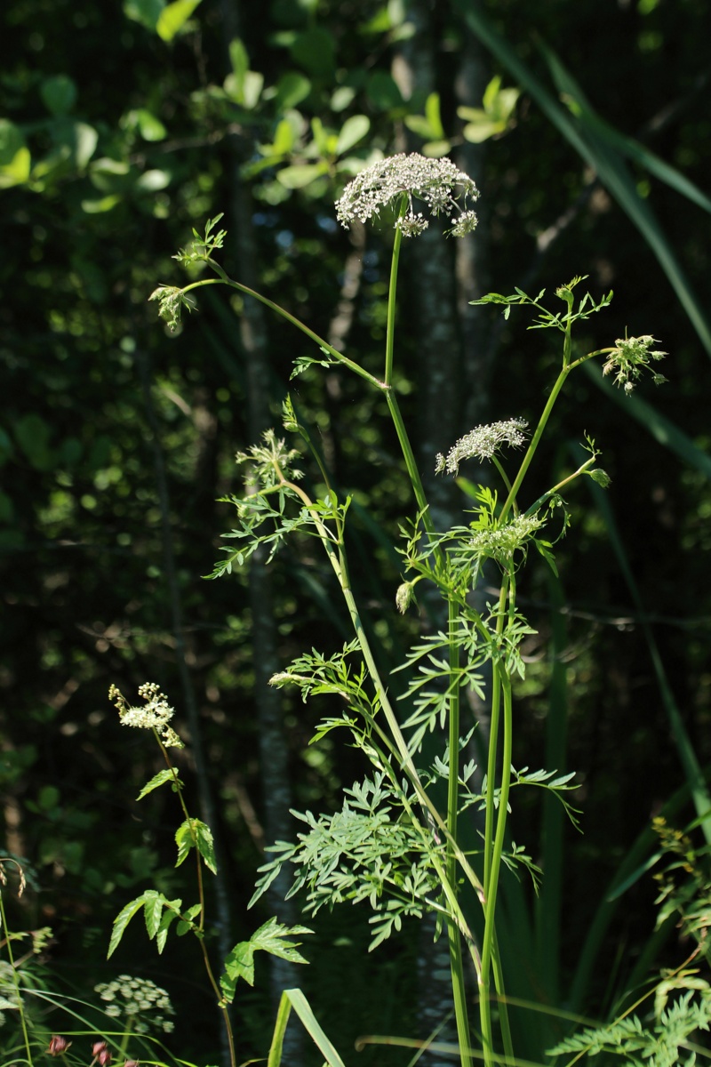 Изображение особи Thyselium palustre.