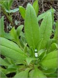 Myosotis sparsiflora. Часть цветущего растения. Чувашия, окр. г. Шумерля, Промзона. 10 мая 2011 г.