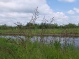 Calamagrostis purpurea. Цветущие растения. Хабаровский край, г. Комсомольск-на-Амуре, образовавшийся при строительстве дороги техногенный водоём. 25.06.2026.