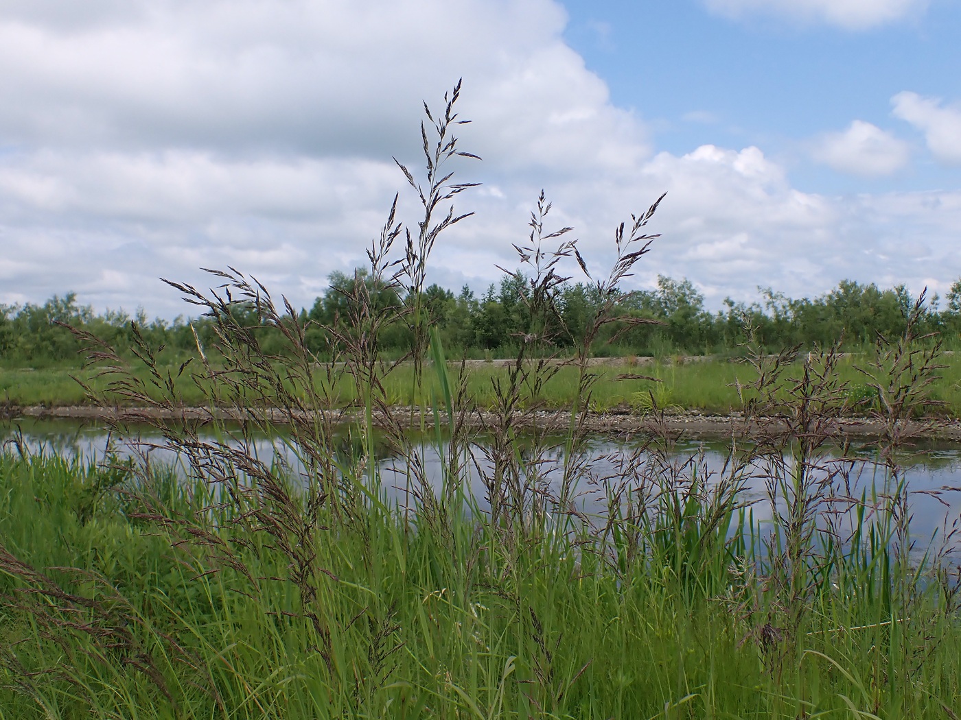 Image of Calamagrostis purpurea specimen.