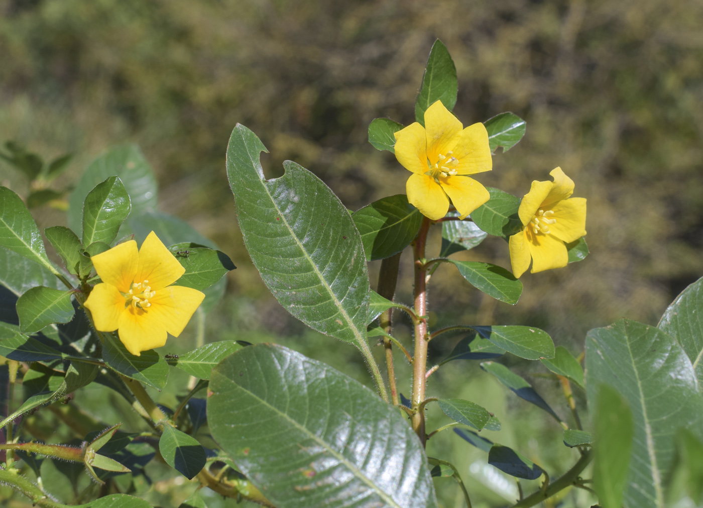 Image of Ludwigia peploides specimen.
