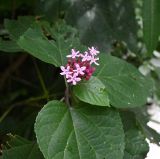 Clerodendrum bungei