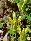 Scutellaria orientalis