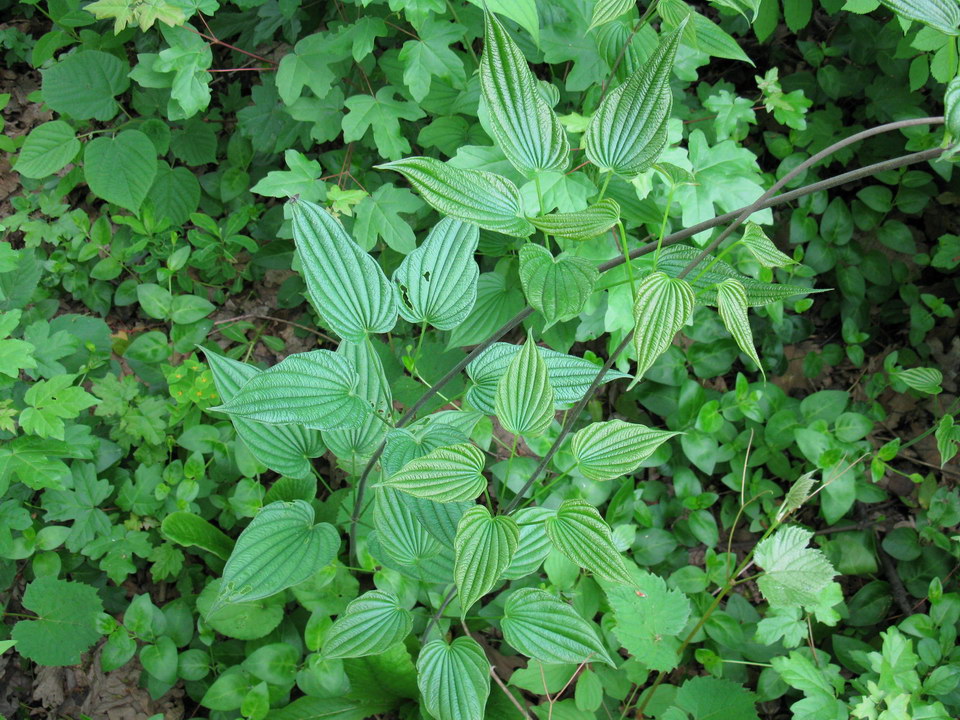 Image of Dioscorea caucasica specimen.