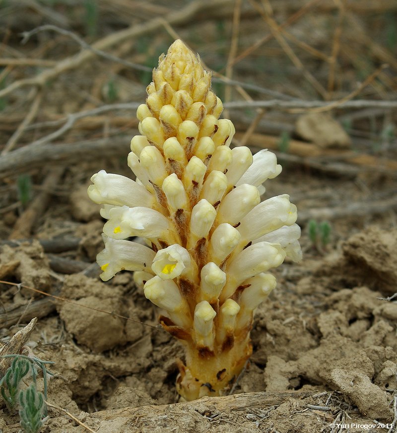 Image of Cistanche salsa specimen.