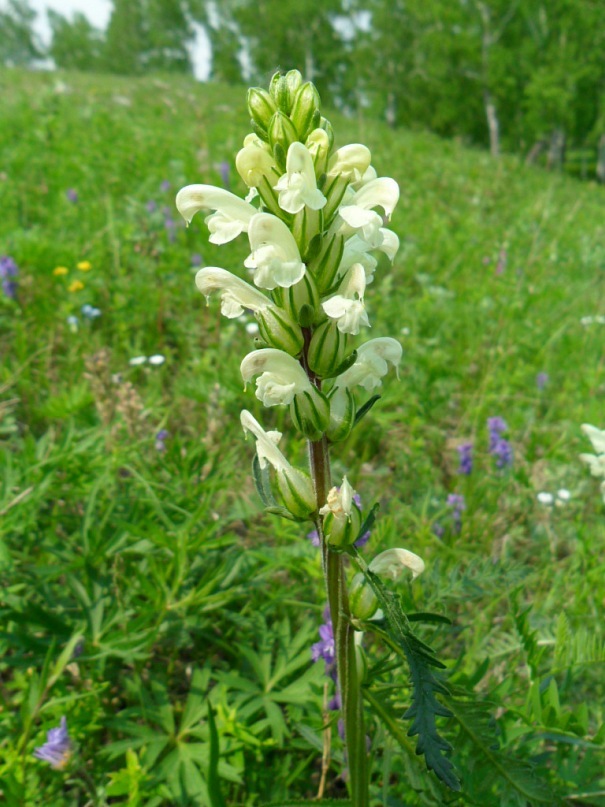 Изображение особи Pedicularis sibirica.