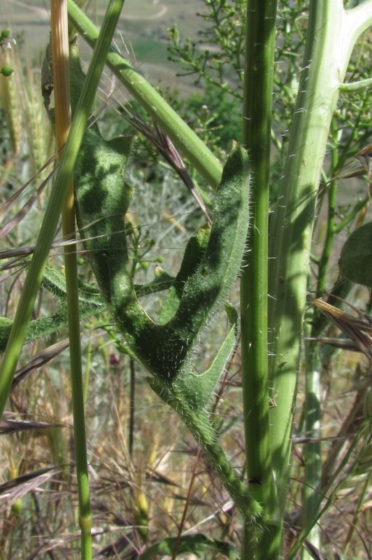 Image of Crambe aspera specimen.