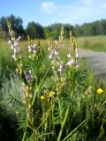 Astragalus sulcatus