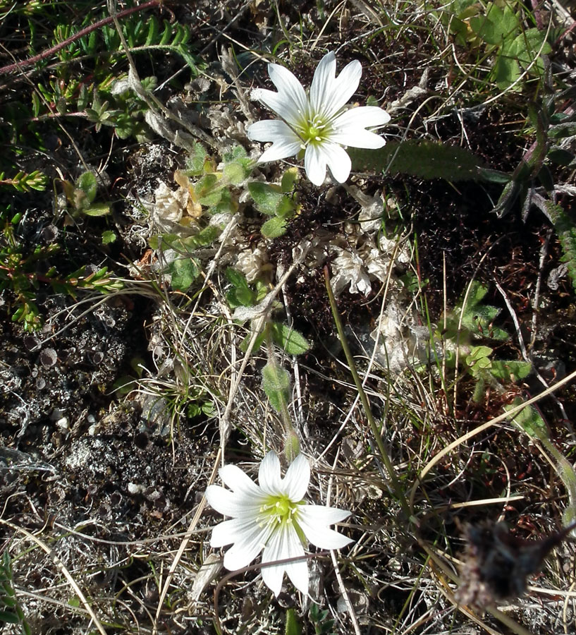 Изображение особи Cerastium alpinum.