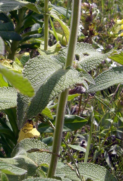 Изображение особи род Stachys.