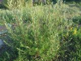 Artemisia vulgaris. Зацветающее растение. Новосибирская обл., Карасукский р-н, с. Благодатное, обочина дороги. 30.06.2011.