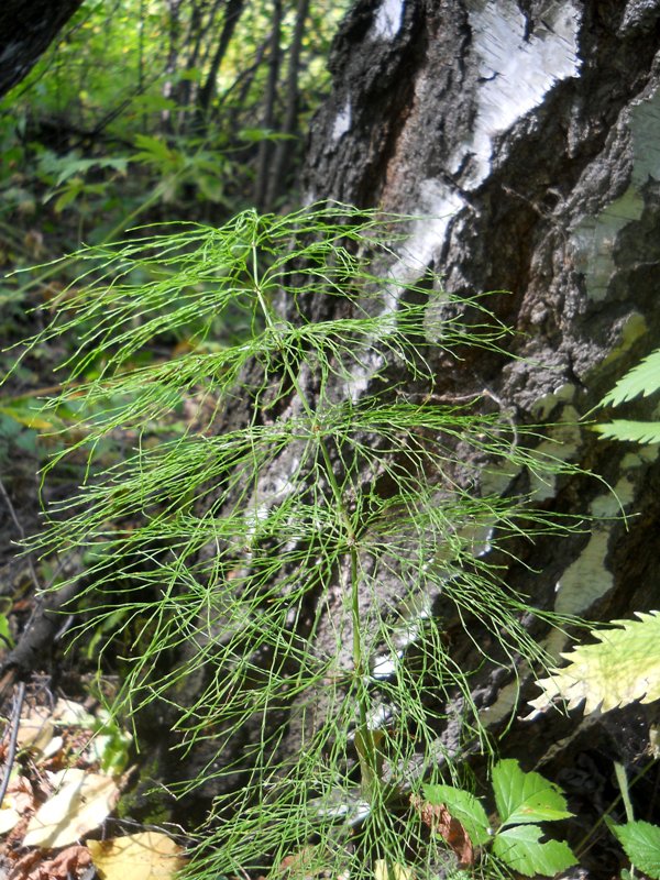 Image of Equisetum sylvaticum specimen.