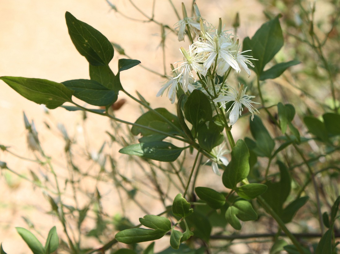 Image of Clematis flammula specimen.