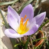 Crocus reticulatus. Цветок. Черноморское побережье Кавказа, Новороссийск, Шесхарис, светлый пушистодубовый лес. 20 марта 2011 г.