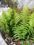 Dryopteris filix-mas. Вайи. Крым, Бабуган Яйла. 24 августа 2011 г.