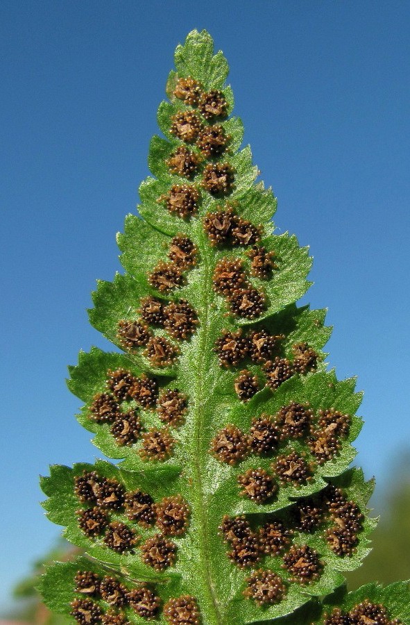 Image of Dryopteris cristata specimen.