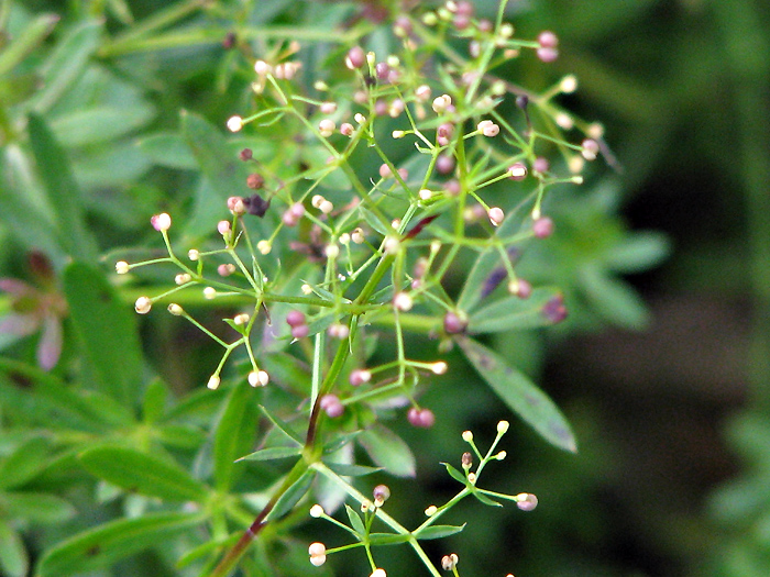 Изображение особи Galium mollugo.