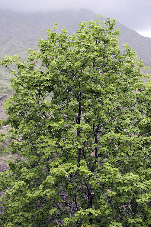 Image of Acer turkestanicum specimen.