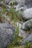 Allium schoenoprasum. Отцветшее растение. Алтай, окр. пос. Манжерок, берег р. Катунь. 22.08.2009.