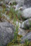 Allium schoenoprasum