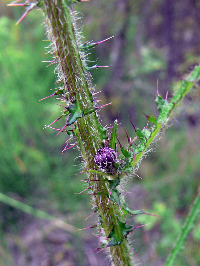 Image of Cirsium palustre specimen.