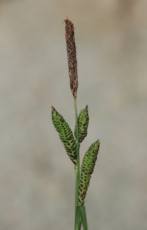 Image of Carex orbicularis specimen.