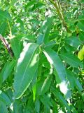 Salix calodendron. Верхушка побега. Тверская обл., Весьегонский р-н, окрестности дер. Беняково, берег залива Рыбинского водохранилища по р. Сёбла 23.07.2011.