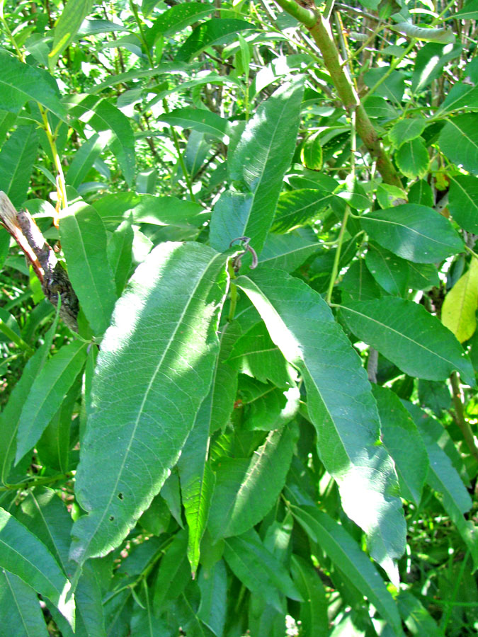 Image of Salix calodendron specimen.