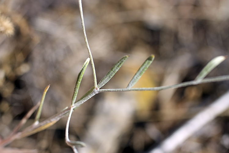 Изображение особи Xeranthemum longepapposum.