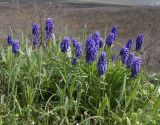 Muscari armeniacum