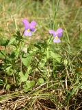 Viola tricolor