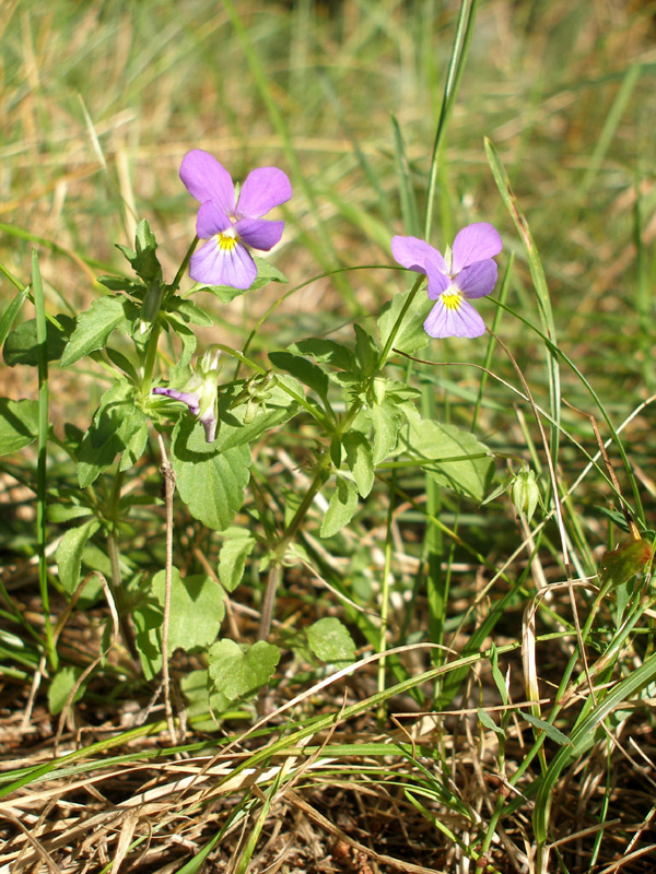 Image of Viola tricolor specimen.