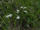 Ornithogalum woronowii