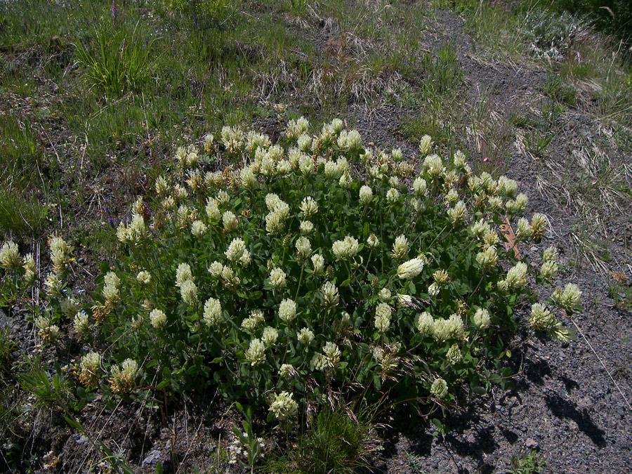 Изображение особи Trifolium canescens.