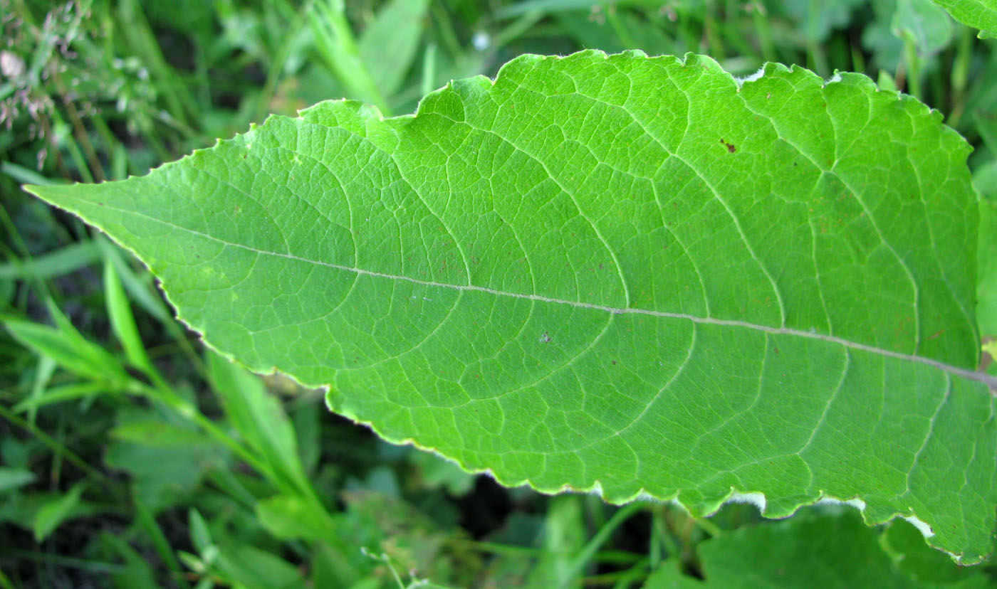 Image of Salix caprea specimen.