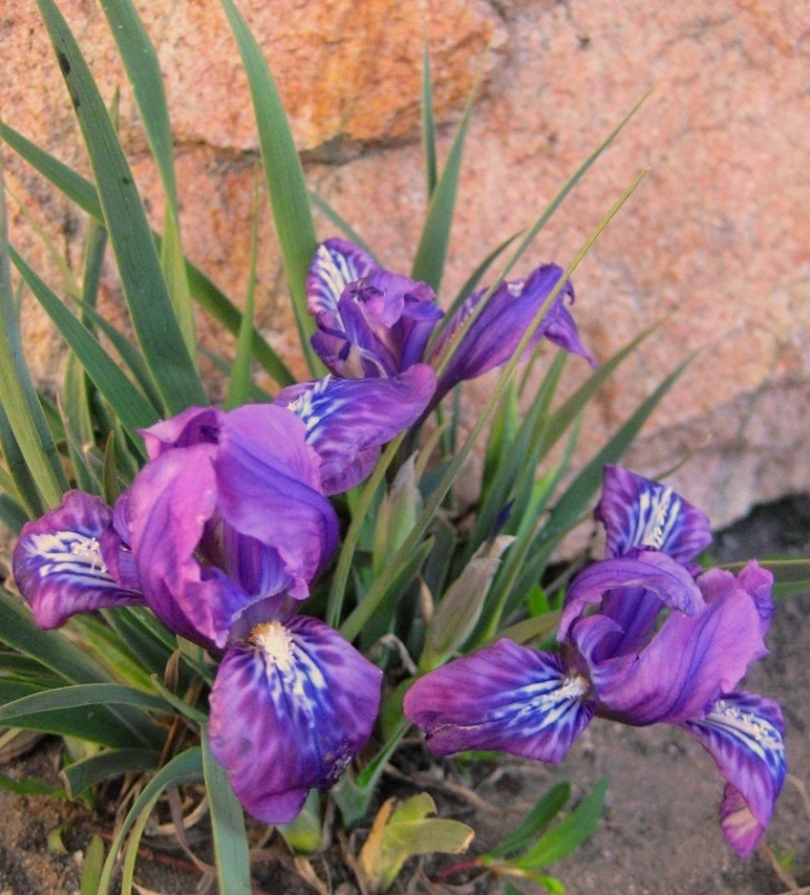 Image of Iris tigridia specimen.