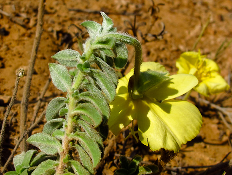 Изображение особи Oenothera drummondii.