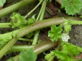 Malva pusilla