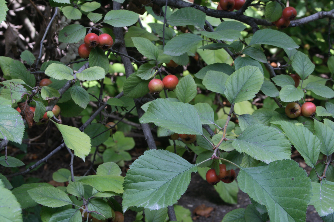 Image of Crataegus punctata specimen.